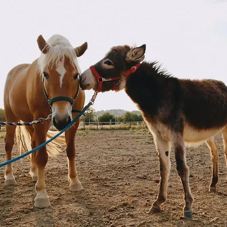 Terre Del Piano-bell Tent خيمة فخمة كورينالدو